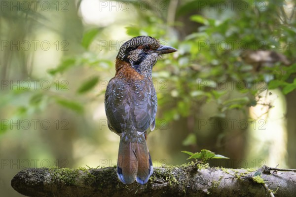 A bird, Scaly Ground Roller (Geobiastes squamigerus) in the rainforests of Mantadia National Park in eastern Madagascar