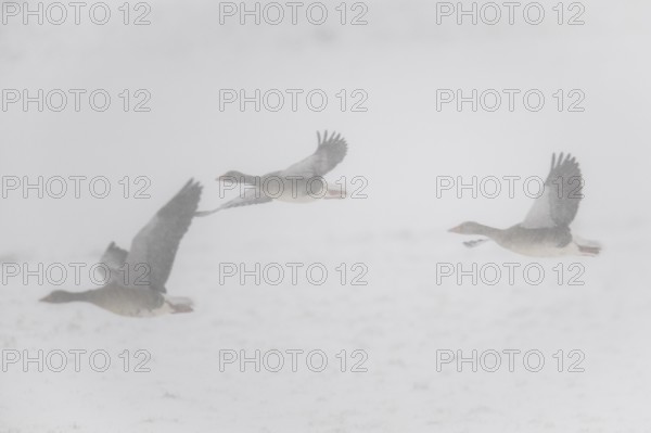 Greylag geese (Anser anser) flying in the fog, Emsland, Lower Saxony, Germany
