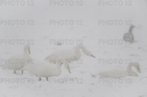 Whooper swans (Cygnus cygnus) and grey geese (Anser anser) in the snow, Emsland, Lower Saxony, Germany