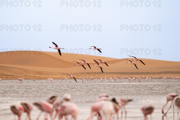 Lesser Flamingos (Phoeniconaias minor) in flight in front of the Namib Desert with lagoon, Walfish Bay, Erongo, Namibia