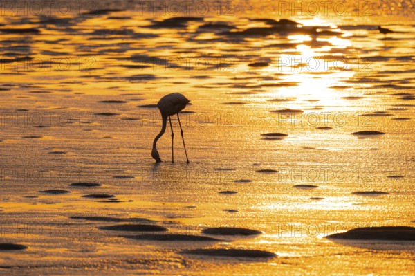 Pink flamingo (Phoenicopterus roseus) against the light, sunset, lagoon at Walfish Bay, Erongo, Namibia