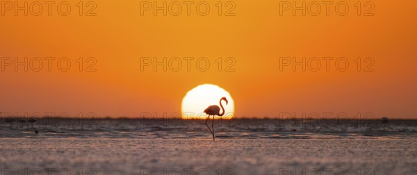 Single pink flamingo (Phoenicopterus roseus) directly in front of the setting sun, backlight, sunset, lagoon at Walfish Bay, Erongo, Namibia