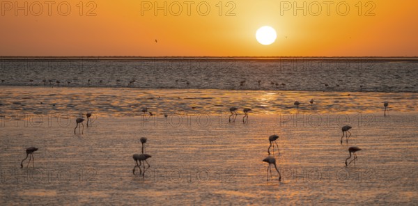 Pink flamingos (Phoenicopterus roseus) against the light, sunset, lagoon at Walfish Bay, Erongo, Namibia