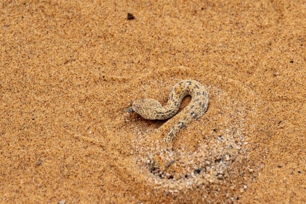 Dwarf puff adder (Bitis peringueyi) hiding in the sand, camouflage, Namib Desert, Namibia
