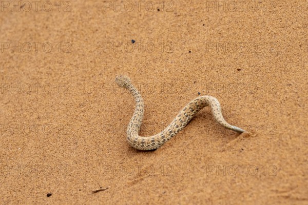 Dwarf puff adder (Bitis peringueyi) in the sand, Namib Desert, Namibia