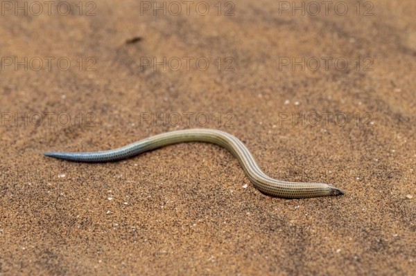 FitzSimon's burrowing skink or short blind dart skink, (Typlacontias brevipes), Namib Desert, Namibia