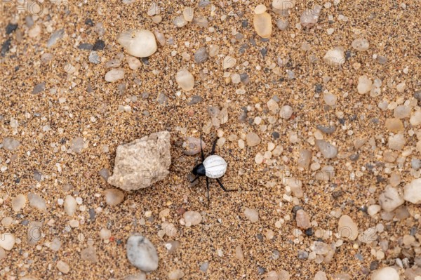 Mist drinker beetle, Tenebrionidae, Onymacris, on sand, Sossusvlei, Namibia