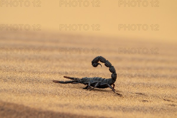 Black scorpion (Parabuthus villosus) running across sand, Namib Desert near Swakopmund, Namibia
