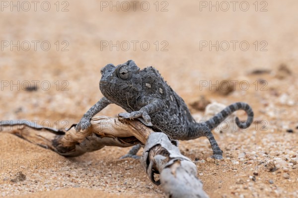 Desert chameleon, Namaqua chameleon (Chamaeleo namaquensis), Namib Desert near Swakopmund, Namibia