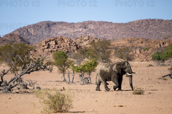 African elephant (Loxodonta africana), desert elephant, riverbed of the Ugab River, Damaraland, Kunene region, Namibia