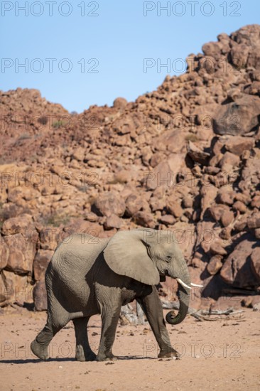 African elephant (Loxodonta africana), desert elephant, riverbed of the Ugab River, Damaraland, Kunene region, Namibia