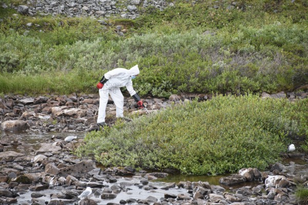 Person in a protective suit, protective mask and goggles picks up a dead kittiwake (Rissa tridactyla) that has died of avian influenza, melancholic atmosphere, Ekeroya, Vadsø, Troms og Finnmark, Norway
