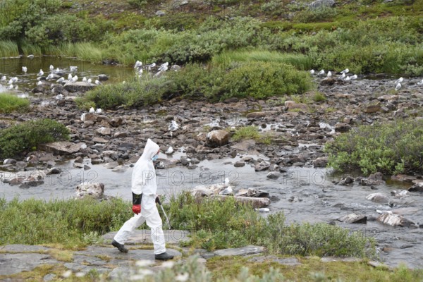Person in a protective suit, protective mask and goggles looking for dead kittiwakes (Rissa tridactyla) that died of avian influenza, melancholic atmosphere, Ekeroya, Vadsø, Troms og Finnmark, Norway