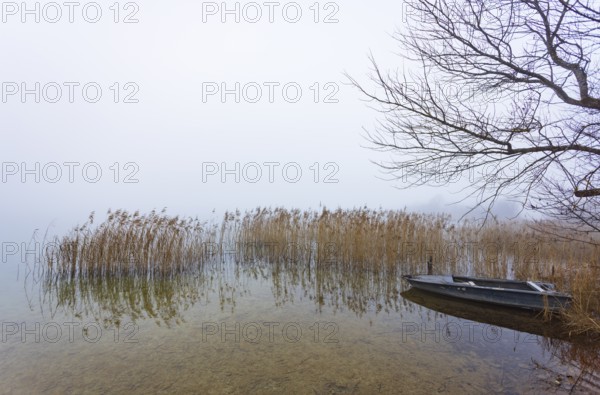 Foggy autumn atmosphere at the lake with fishing boat in reeds, Irrsee, Salzkammergut, Upper Austria, Austria