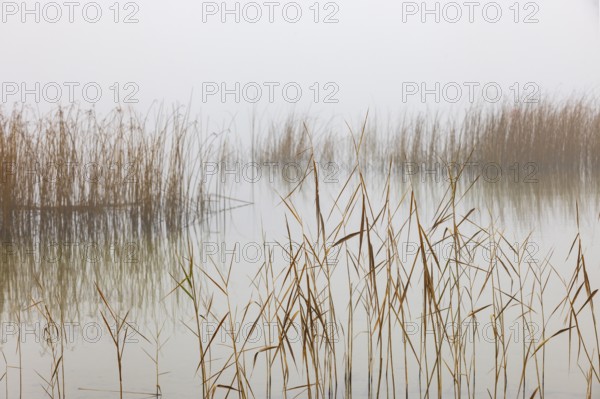 Autumn morning fog on the reed belt on the shores of Lake Mondsee, Salzkammergut, Upper Austria, Austria