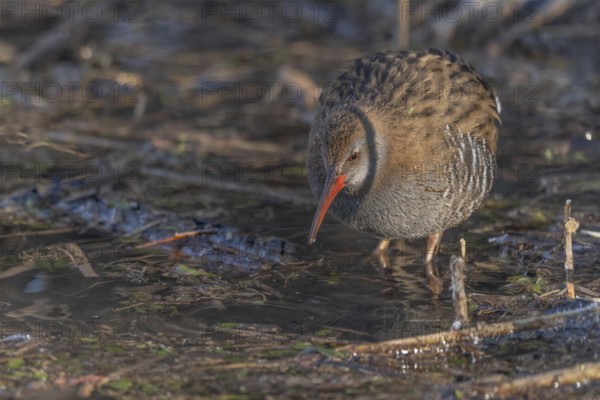 Water Rail (Rallus aquaticus) runs along a branch at the edge of the water in the moor. The sun illuminates the landscape and birds search for food