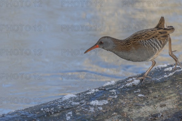 Water Rail (Rallus aquaticus) runs along a branch at the edge of the water in the moor. The sun is shining on the landscape and birds are looking for food