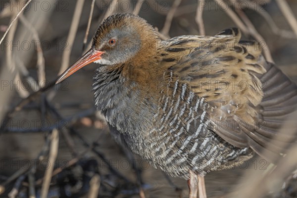 Water Rail (Rallus aquaticus) sits on branches in the swamp. It has grey feathers and stripes. Scene shows reflections of daylight on the water