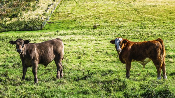 Bulls and Cows on Scottish Borders Farms, Scotland, UK