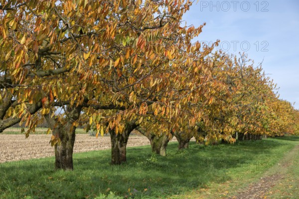Old cherry trees (Prunus avium) of a plantation in autumn colour, Karsberg, Upper Franconia, Bavaria, Germany