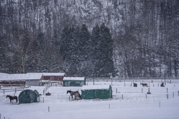 Horses in a paddock, snowy in winter, snowfall, in Elfringhauser Switzerland, near Sprockhövel, North Rhine-Westphalia, Germany