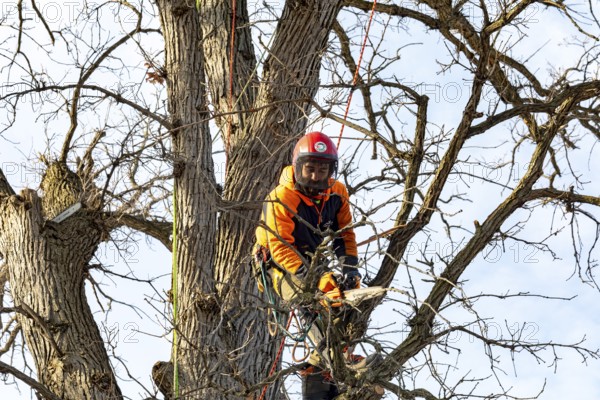 Detroit, Michigan - Members of the Detroit Arborist Collective trim dead branches from a burr oak tree. They also checked for the presence of oak wilt disease