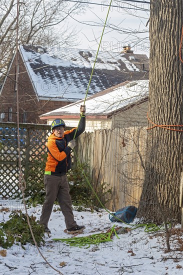 Detroit, Michigan - Members of the Detroit Arborist Collective trim dead branches from a burr oak tree. They also checked for the presence of oak wilt disease