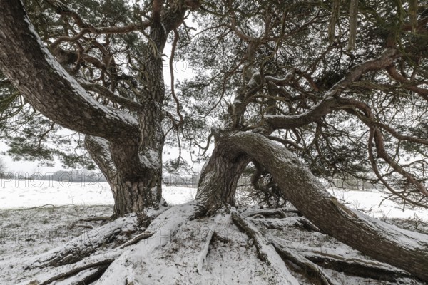 Old Scots pine (Pinus sylvestris), Emsland, Lower Saxony, Germany