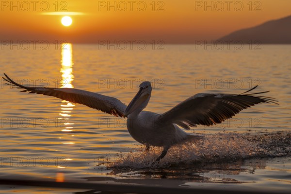 Dalmatian Pelican (Pelecanus crispus), Dalmatian Pelican, flying, morning mood, sunrise, in splendour, Lake Kerkini, Greece