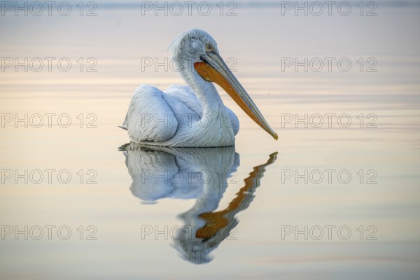 Dalmatian Pelican (Pelecanus crispus), Dalmatian Pelican, swimming, morning mood, in splendour, Lake Kerkini, Greece