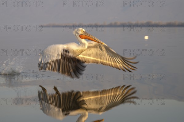 Dalmatian Pelican (Pelecanus crispus), Dalmatian Pelican in landing approach, morning light, in splendour, Lake Kerkini, Greece