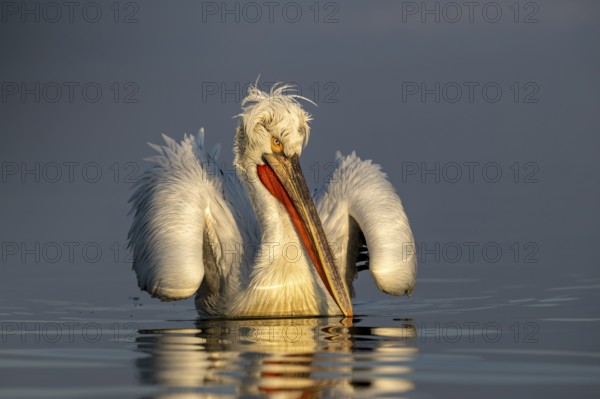 Dalmatian Pelican (Pelecanus crispus), Dalmatian Pelican, swimming, morning light, in its plumage, Lake Kerkini, Greece
