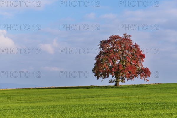 Red discoloured pear tree (Pyrus), standing in a meadow, Beinwil, Freiamt, Canton Aargau, Switzerland