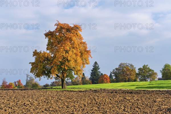 Discoloured pear tree (Pyrus), standing in a meadow, Beinwil, Freiamt, Canton Aargau, Switzerland