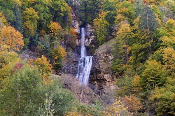 Autumn-coloured sycamore maple (Acer pseudo plantanus), at the Diesbach waterfall, Canton Glarus, Switzerland