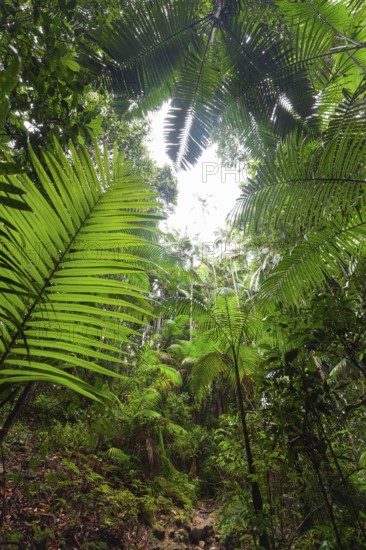 Upward view into ancient Gondwana forest canopy at Minyon Falls track, Lismore, Nightcap National Park, New South Wales, Australia