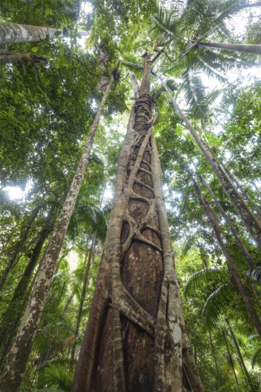 Ancient subtropical Gondwana rainforest with strangler fig at Repentance Creek, Minyon Falls track, New South Wales, Australia