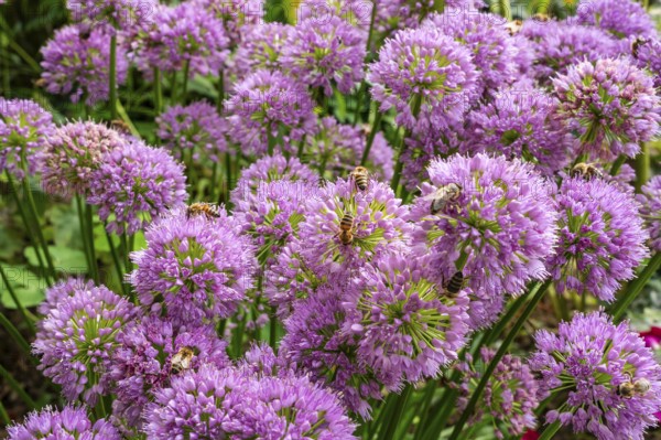Bees on flowering ornamental leeks (Allium) in a garden