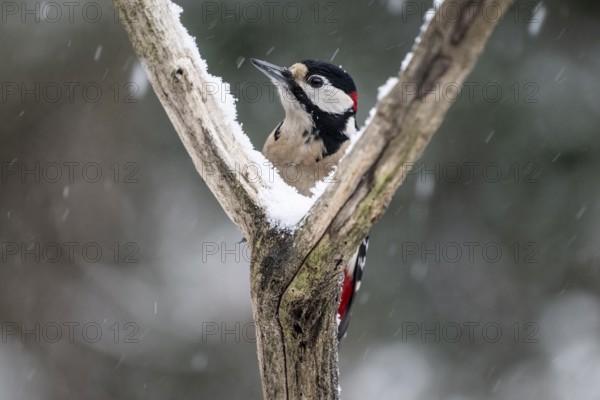Great spotted woodpecker (Dendrocopos major), Emsland, Lower Saxony, Germany
