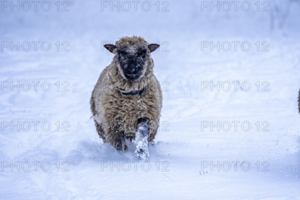 Winter weather, blowing snow, sheep on a snowy pasture, looking for food, thick fur, Elfringhauser Schweiz, near Hattingen, North Rhine-Westphalia, Germany