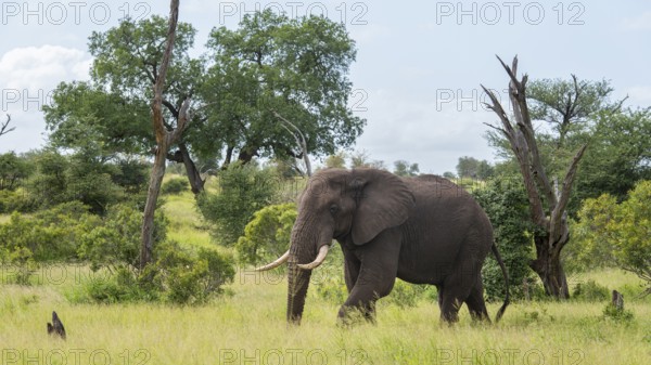 African elephant (Loxodonta africana) in the savanna, Kruger National Park, South Africa