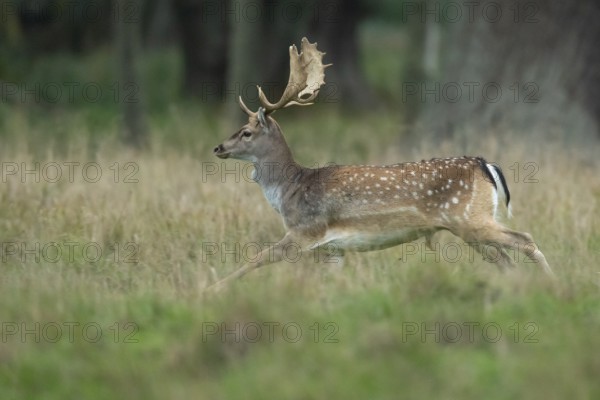 Male fallow deer (dama dama) in the run, Klamptenborg, Copenhagen, Denmark