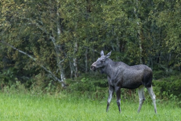 Moose (Alces alces) in a meadow, Lauvsnes, Nordtronderlag, Norway