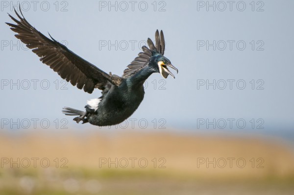 Cormorant (Phalacrocorax carbo) in flight, Stralsund, Mecklenburg-Western Pomerania, Germany