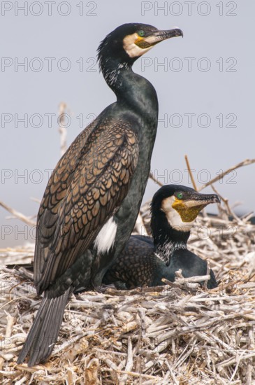 Cormorant (Phalacrocorax carbo) in the breeding colony, Stralsund, Mecklenburg-Western Pomerania, Germany