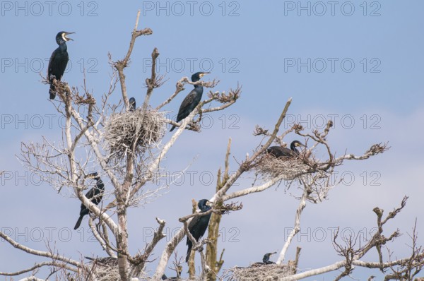 Cormorant (Phalacrocorax carbo) in the breeding colony, Stralsund, Mecklenburg-Western Pomerania, Germany
