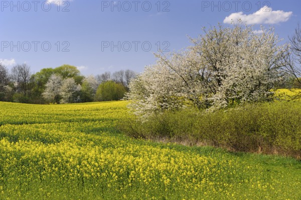 Male moose (Alces alces) in a meadow, Lauvsnes, Nordtronderlag, Norway