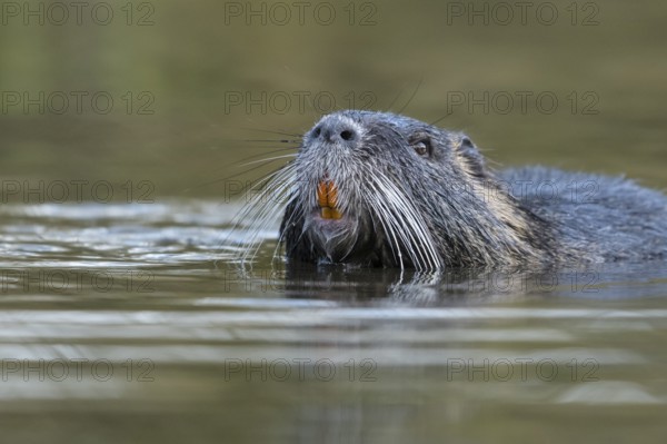 Nutria (Myocastor coypus) in a body of water, Osnabrück, Lower Saxony, Germany
