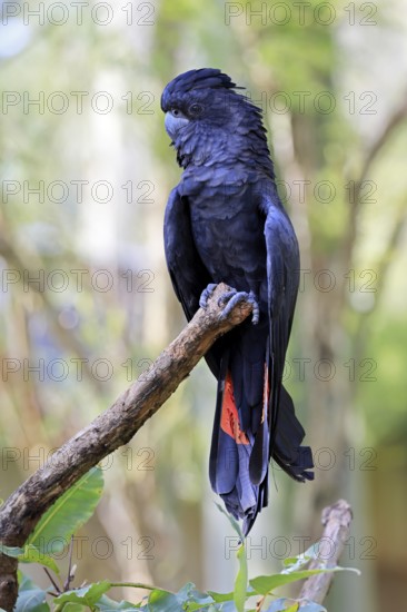 Red-tailed Cockatoo (Calyptorhynchus banksii), Banks' Cockatoo, adult, male, perch, alert, Australia