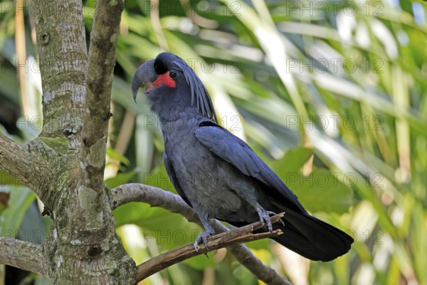 Palm Cockatoo (Probosciger aterrimus), Arabian Cockatoo, adult, on tree, perch, calling, Australia